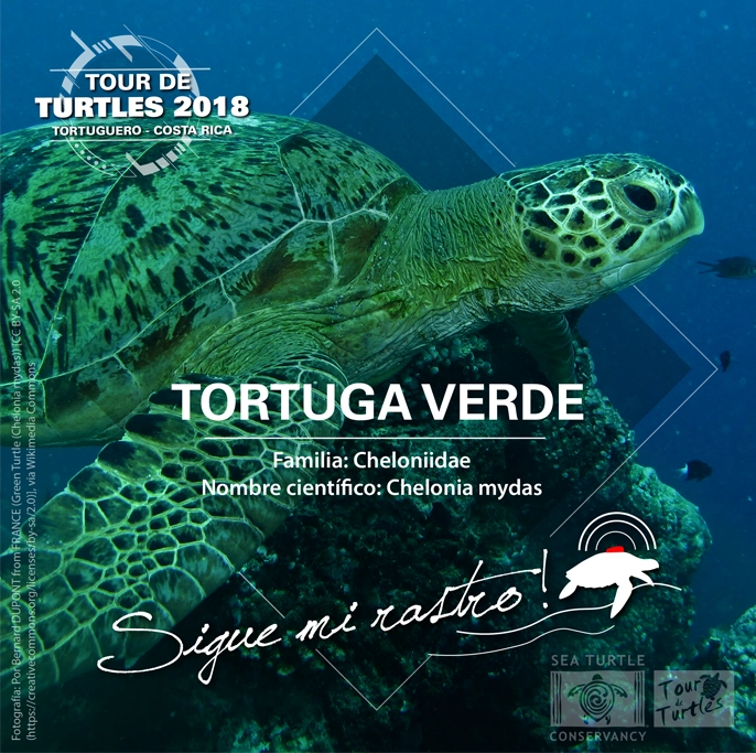 STCT Campaña Tour de Turtles