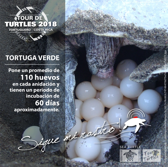STCT Campaña Tour de Turtles