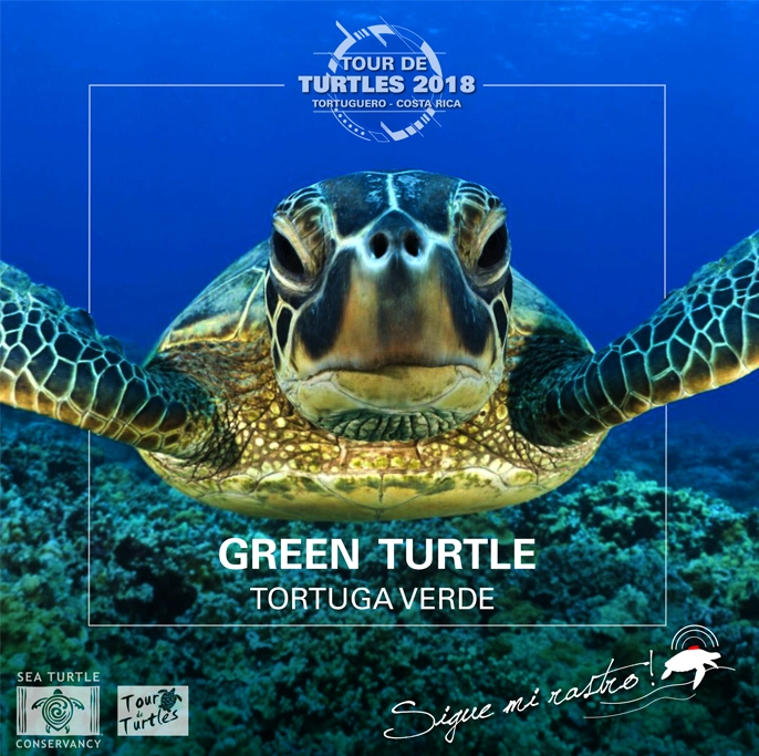 STCT Campaña Tour de Turtles