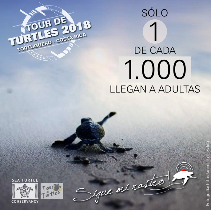 STCT Campaña Tour de Turtles